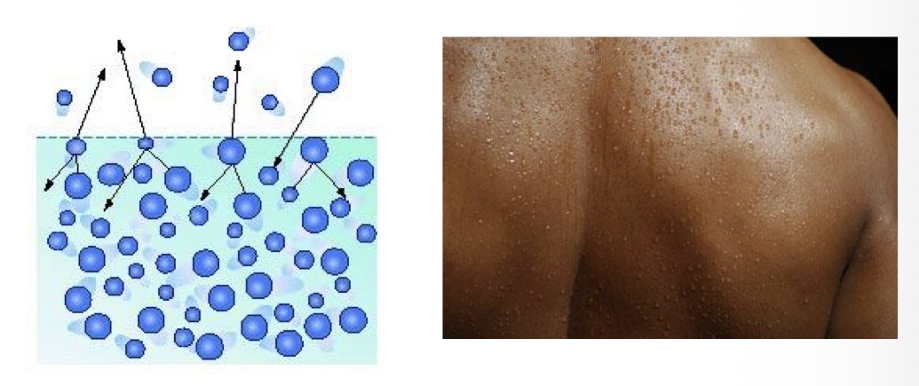 <p>Water’s high heat of vaporization leads to what?</p>