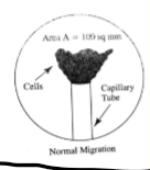 <p>type of migration leukocyte assay</p><p>how well the cells migrate through a capillary tube</p>