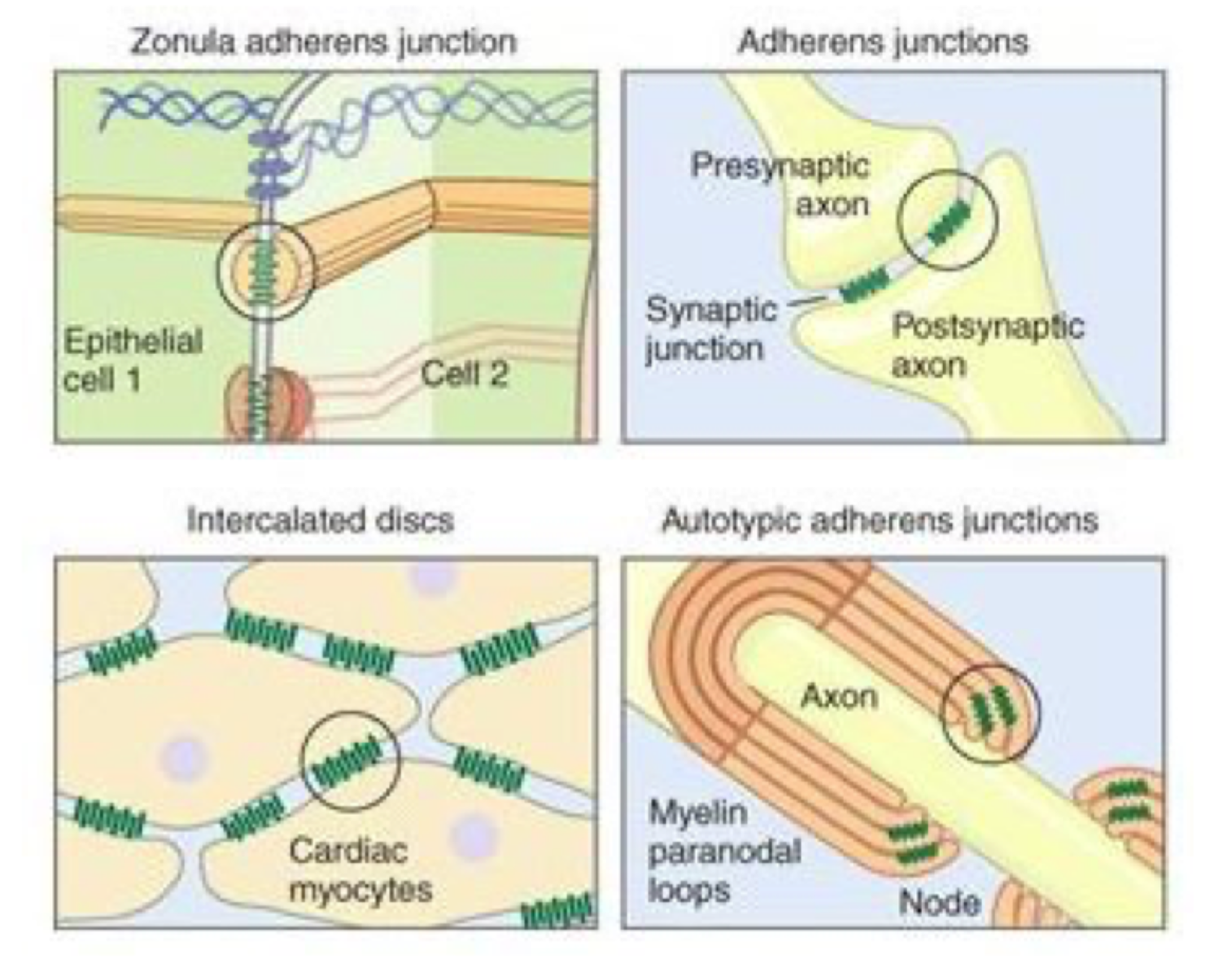 <p>Nej, de findes også i fx <strong>neuroner, hjertemuskel og myelin-strukturer</strong>.</p><p>Adherens junctions bruges bredt til at koble celler sammen i mange væv</p>