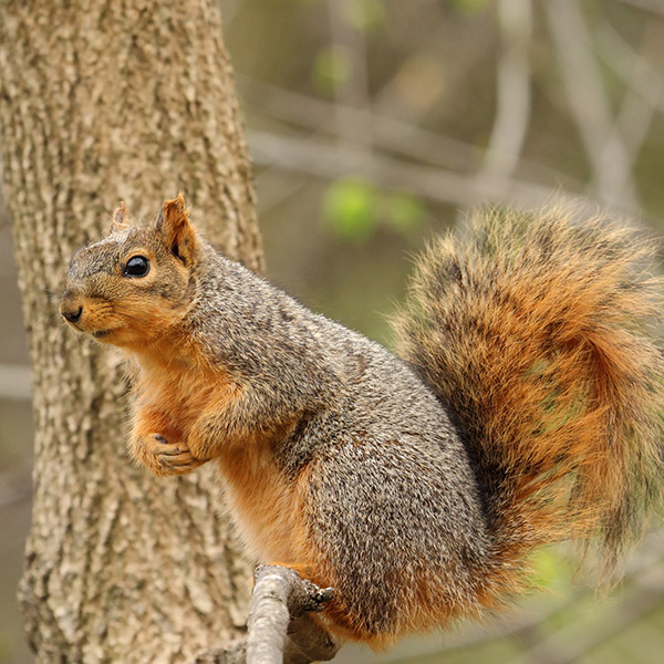 <p>Small arboreal rodents found in forests, woodlands, parks, and riparian areas. Generally solitary but may form loose aggregations in high food availability. Diurnal, feeding on nuts, seeds, fruits, buds, and occasional insects. </p><p>Cache food for winter use rather than true hibernation. Highly agile climbers that rely on trees for nesting.</p>
