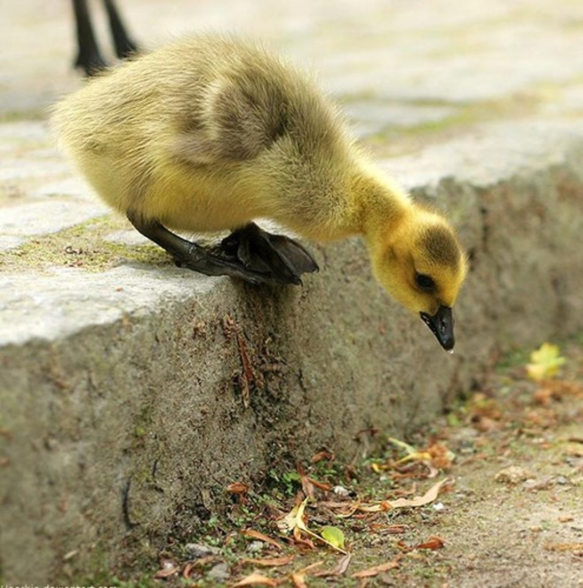<p>to hesitate</p>