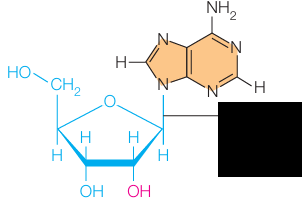 <p>What molecule is this?</p>