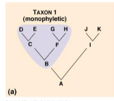 <p>Includes all organisms descended from a single most recent common ancestor</p>