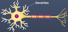 <p>transmit action potential towards cell body</p><p>divide into *dendrites*</p>
