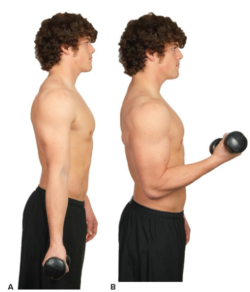 <ul><li><p>Subject stands</p></li><li><p>Barbell is held in hands with palms to front</p></li><li><p>Barbell is curled upward & forward until elbows are completely flexed</p></li><li><p>Return to starting position</p><ul><li><p>open-kinetic chain exercise</p></li></ul></li></ul><p></p>