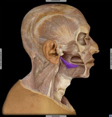 <p>Pulls tongue up and back</p>