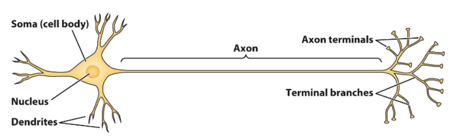 <p>Soma, nucleus, dendrites, axon, axon terminals, and terminal branches</p>