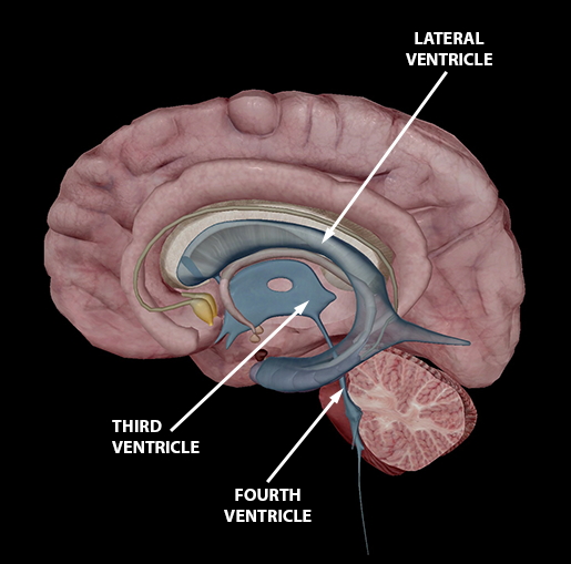 <p>2 Lateral: for each hemisphere in cerebrum</p><ul><li><p>seperated by septum pellucidum</p></li></ul><p>3rd: along midline, above hypothalamus, btw R/L of thalamus</p><p>4th: btw brainstem and cerebellum</p><p></p>