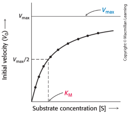 <p>When V<sub>0</sub> = V<sub>max</sub>/2, what does this mean for K<sub>M</sub>?</p>