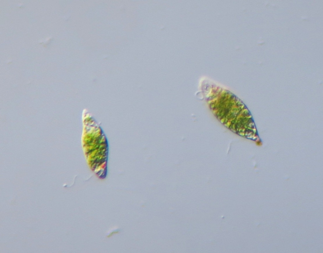 <p>Is <em>Euglena</em> free-living or pathogenic?</p>