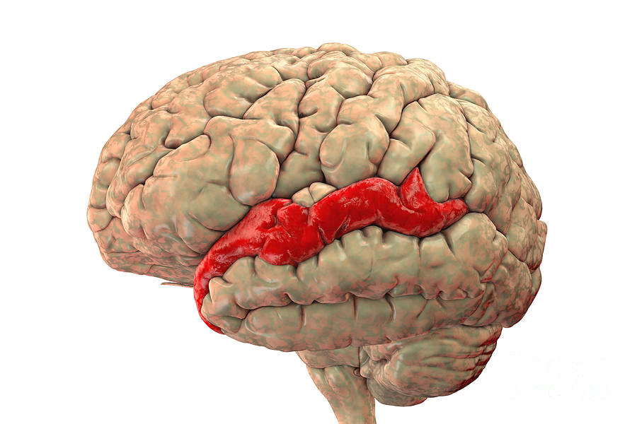 <p>temporal lobe cortical sections</p>