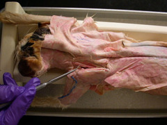 <p>muscle that serves to assist in rotation of the scapula</p>