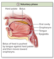 <p>bolus of food is pushed by tongue against hard palate and then moves toward oropharynx</p>