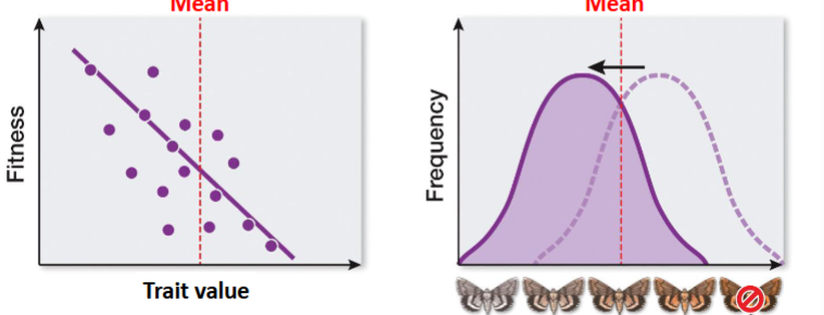 <p>occurs when extreme phenotype has higher fitness than the average phenotype</p><p>-mean value shifts</p><p>-traits disappear and gene variation can be reduced </p>