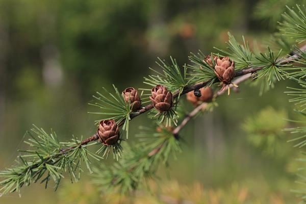 <p>Larix laricina</p>