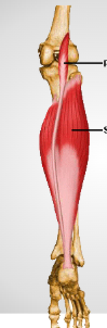 <ul><li><p><span style="background-color: transparent;">A: plantar flexion ankle; adduction foot</span></p></li></ul><p></p>
