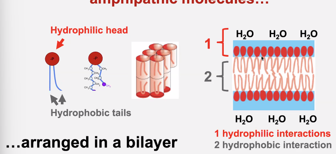 <ul><li><p>Hydrophilic head+ hydrophobic tails </p></li><li><p>arranged in a bilayer</p></li></ul><p></p>