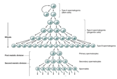 <p>Which cells remain connected throughout development in a syncytium?</p>
