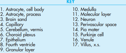 <p>Choroid plexus<br>Cresyl violet</p>