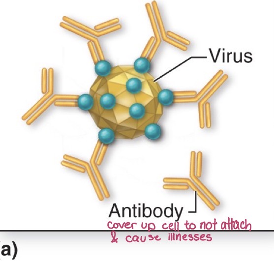 <p>Antibody covers biologically active portion of microbe or toxin</p><ul><li><p>binding of the antibodies covers up the biologically active parts of the cell, which causes the blockage of pathogens to attach the cell and take it over</p></li></ul><p></p>