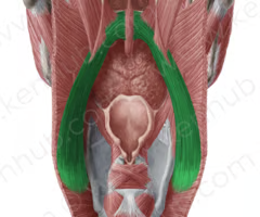 <p><span>INNER LONGITUDINAL LAYER</span><br><br><span>origin: posterior border of hard palate; palatine aponeurosis</span><br><br><span>insertion: posterior border of the lamina of the thyroid cartilage</span><br><br><span>innervation: CN X via pharyngeal plexus</span><br><br><span>function: narrow pharynx; acts as sphincter to lower the palate and decrease distance between arches (swallowing and gagging)</span></p>