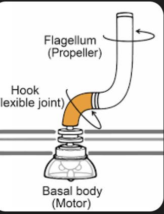 <p>from TEM image-3 distinct components</p><p>filament, longest, obvious </p><p>basal body, internal part, anchor F</p><p>hook protein, flexiblee, filament , hook, basal body</p>