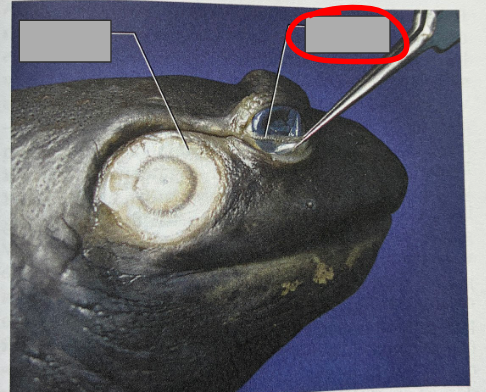 <p>What part of the organism is this?</p>