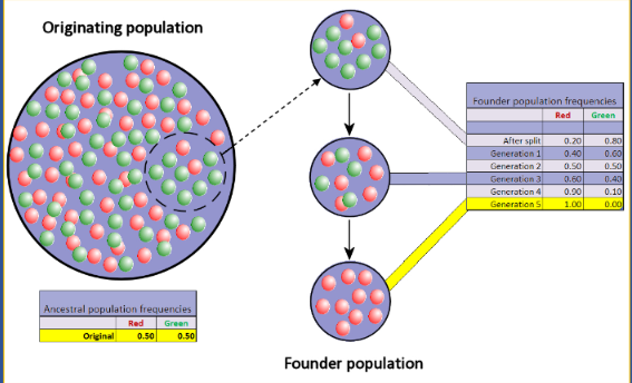 <p>Change in allele frequency due to random chance</p>