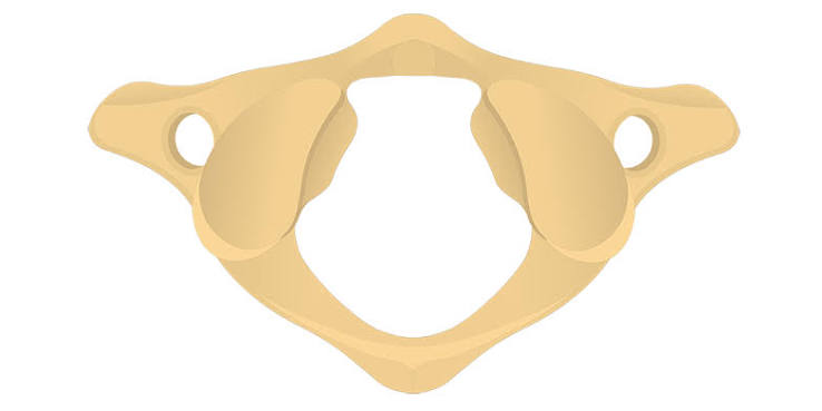<p>Point to the transverse foramen on the atlas </p>