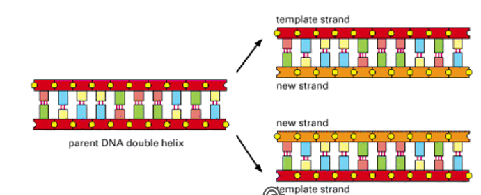 <p><span><strong>Two strands of a DNA double helix are pulled apart, and each serves as a template for synthesis of a new complementary strand.</strong></span></p>