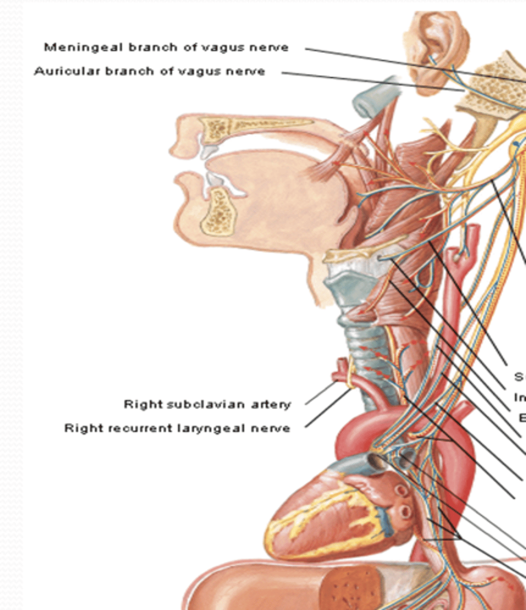 <p>What does the recurrent laryngeal nerve branch of CN X provide sensory and motor to?</p>