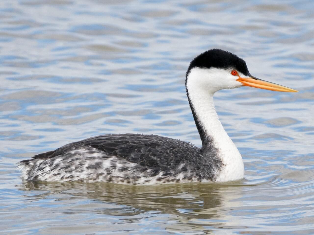 <p>Clark's grebe</p>