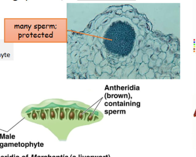 <p>-protecting sperm within antheridium </p>