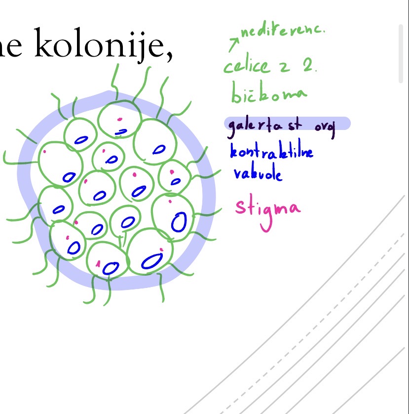 <p>Deblo : zelene alge - chlorophyta</p><p>Razred chlorophyceae - prave zelene alge</p><p>Red volvocales - bickaste zelene alge</p><p>Rod Pandorina</p><p>Majhne kroglaste kolonije z galertastim ovojem</p>