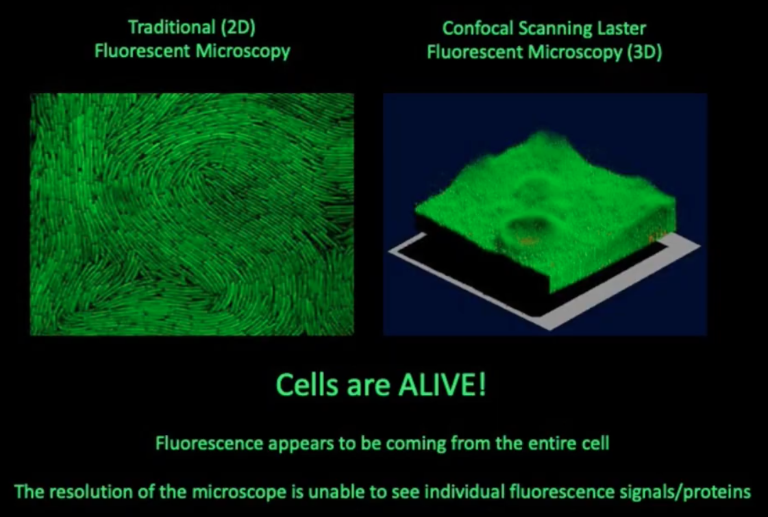 <p><span style="background-color: transparent;"><strong>Fluorescent Microscopy</strong></span></p>