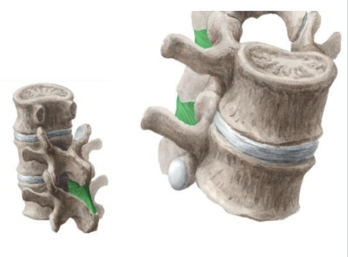 <p><span>Ligamenta interspinale</span></p>