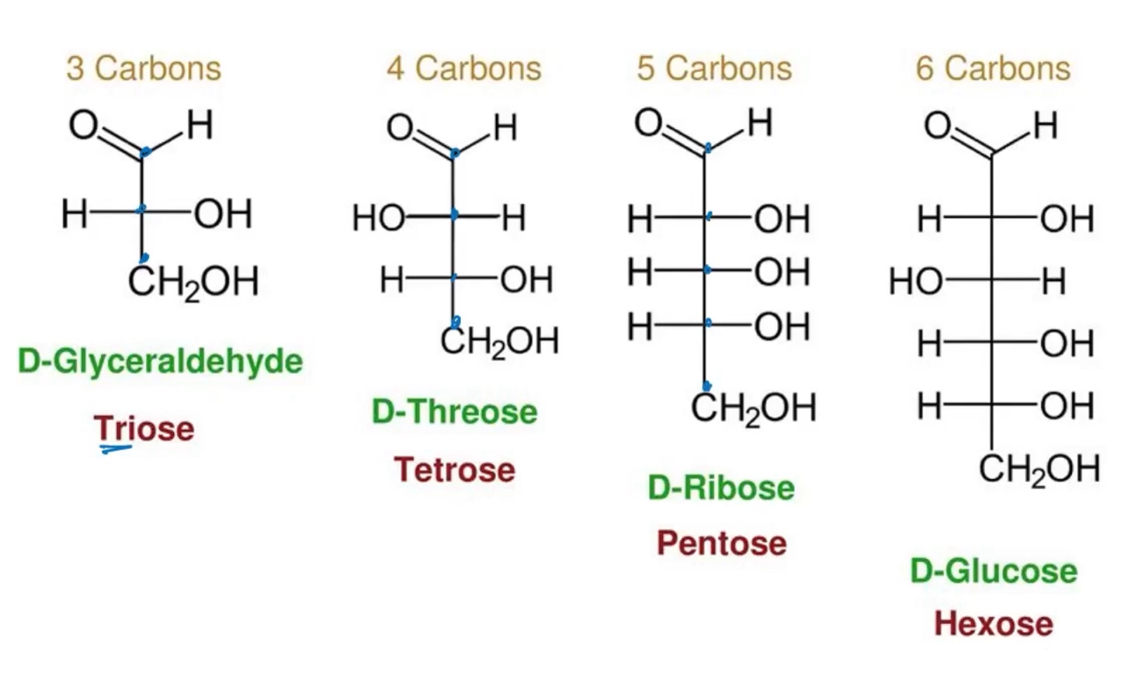 <p>-they are ketones or aldehydes with atleast 2 hydroxyl groups or substances that yield such compounds upon hydrolysis. Most have empirical formula (CH2O)n</p><p>-they are categorized by the number of carbons they contain, aldose vs ketose, and their various configurations. </p><p>-3 carbons: triose</p><p>-4 carbon: tetrose </p><p>-5 carbons: pentose </p><p>-6 carbons:hexose</p><p></p>