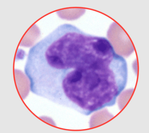 <p>What species does this monocyte belong to? canine, equine, feline, or bovine?</p>