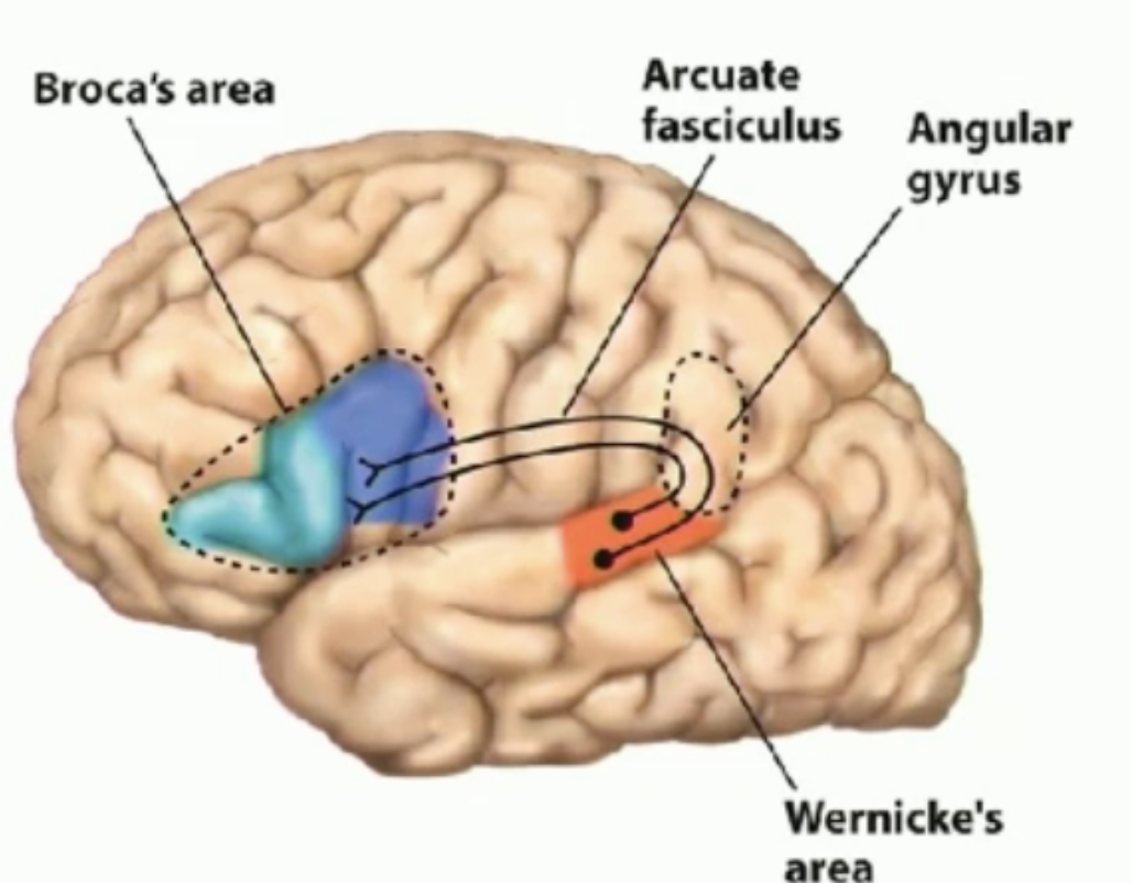 <p>near the motor strip at the back of the frontal lobe; at the inferior part of the frontal lobe, close to the temporal lobe</p><p></p>