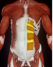 <p>#111 rectus abdominis</p>