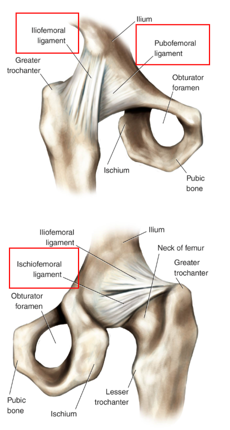 <p>Iliofemoral (Y ligament)</p><p>Pubofemoral</p><p>Ischiofemoral</p><p>Strengthen capsular ligament</p><p></p>