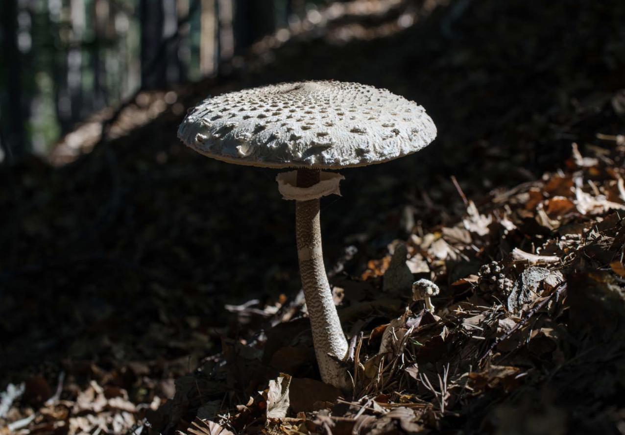 <p>Identificar el hongo</p>