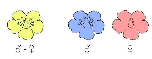 <p>Have either male or female structures → Unisexual.</p>