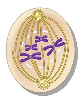 <p>What phase of mitosis is this?</p>
