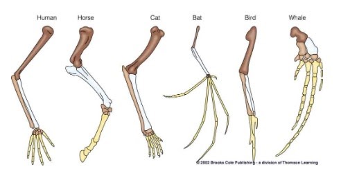 <p><span>Structures that have a similar embryological origin and structure but are adapted for different purposes and environments, such as a bat wing and a human arm are called ___________. (4-2C, 3.0)</span></p>