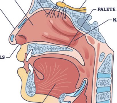 <p>Warms, Moistens, and filters air</p>