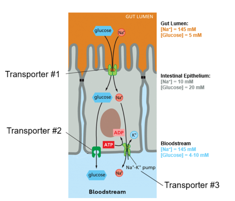 <p>When we consume food that contains energy, often in the form of glucose, our bodies use intestinal epithelium cells to import that glucose into the bloodstream. Use the diagram below to answer the following questions about this system:</p><p class="p1">Based on the concentrations of Na+ and glucose in the gut lumen, intestinal epithelium cell cytosol, and bloodstream, which of the transporters 1-3 are for passive transport? Which are for active transport?</p>