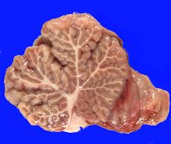 <p>What structure is shown.</p>