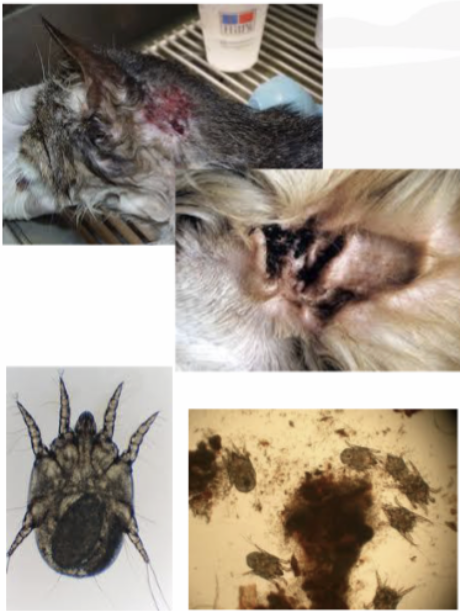 <p>What is the Genus for this mite?</p>