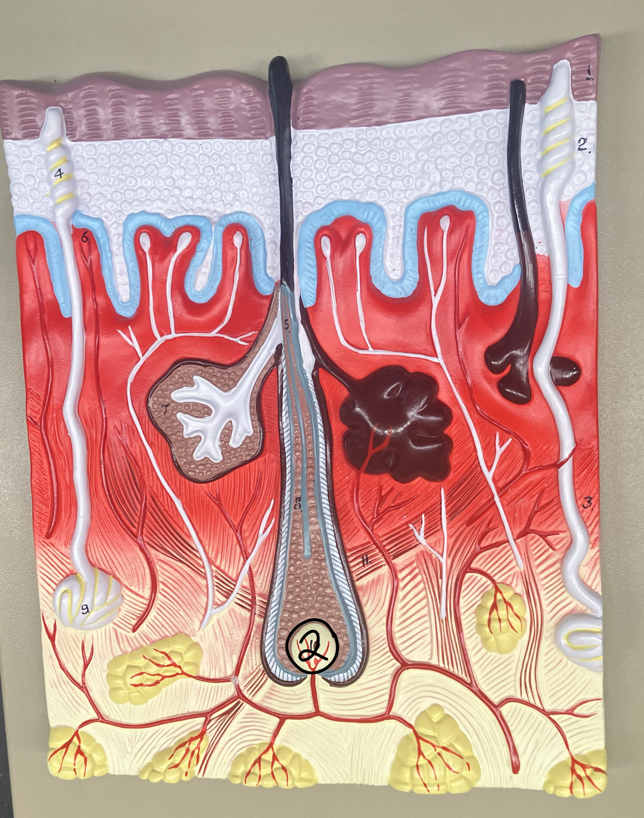 <p>finger-like projections located within the dermis that contribute to the structural and functional characteristics of the skin</p>